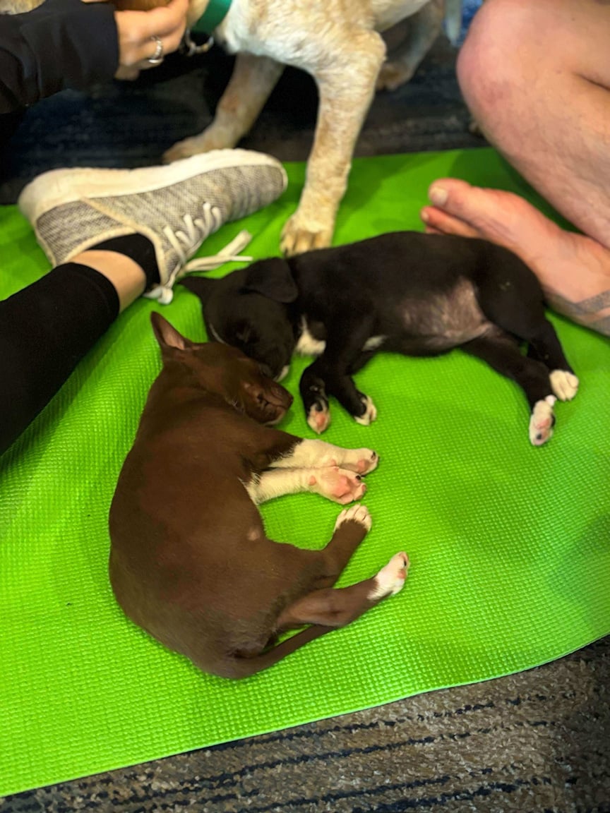 puppies sleep at puppy yoga, Momentum 2025