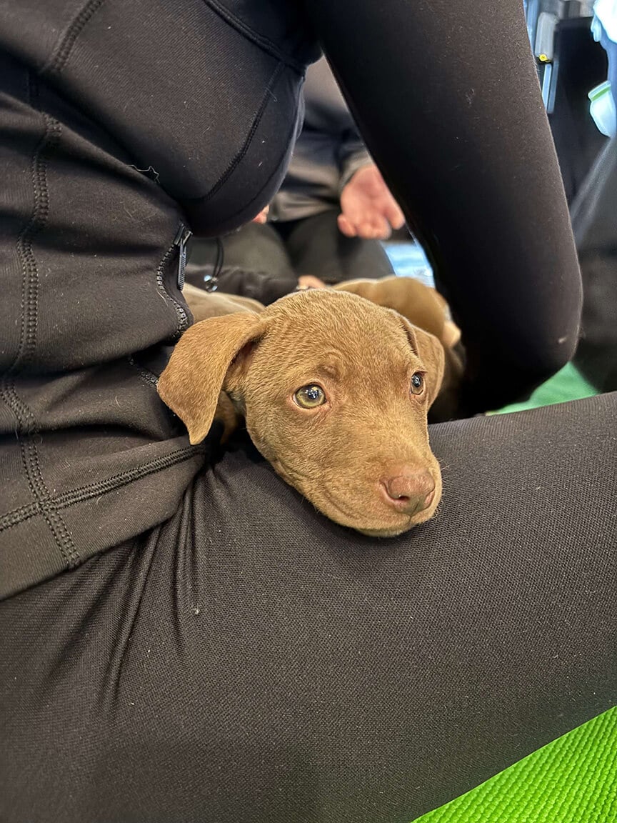 puppy relaxes with a Momentum 2025 attendee